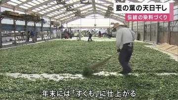 藍色の染料となる「すくも」づくりに向け　藍の葉の天日干し「藍こなし」始まる　徳島・上板町