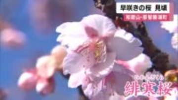 早咲き「緋寒桜」見ごろ　和歌山・那智勝浦町のJR那智駅ホームで