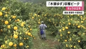 11月7日は”立冬”　冬の特産「木頭ゆず」収穫盛ん　上質な香りでヨーロッパなどでも人気　徳島・那賀町
