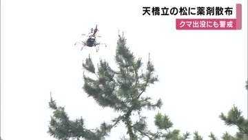 日本三景・天橋立で松枯れ防止へ薬剤の散布始まる　高所の松はラジコンヘリで空中散布　クマ出没も確認され警戒　京都・宮津市