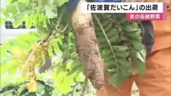 京の伝統野菜「佐波賀だいこん」出荷　京都・舞鶴特産で年8700本収穫の”幻のダイコン”　半世紀中断した生産は２０１０年以降復活の取り組み