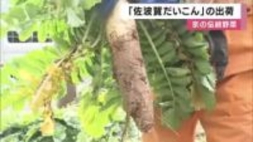 京の伝統野菜「佐波賀だいこん」出荷　京都・舞鶴特産で年8700本収穫の”幻のダイコン”　半世紀中断した生産は２０１０年以降復活の取り組み