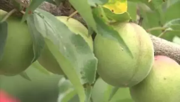 【速報】気候変動で深刻…“雹（ひょう）”で和歌山県の特産「南高梅」などに被害　総額6800万円あまり　去年は過去最悪の約47億円