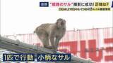「「神戸から明石・加古川経て姫路へ」兵庫の市街地に相次ぎサル出没“1匹のサル”が50キロ大移動？　秋は交尾でメスいる群れに・春には新たな群れを探す“ハナレザル”か」の画像1