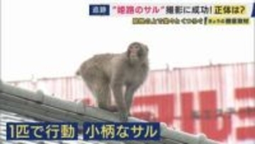「神戸から明石・加古川経て姫路へ」兵庫の市街地に相次ぎサル出没“1匹のサル”が50キロ大移動？　秋は交尾でメスいる群れに・春には新たな群れを探す“ハナレザル”か