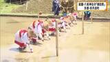 「京都祇園・八坂神社の御神田で田植え「御田祭」　祇園祭の神輿飾りなどに用いられる稲に　京都・京丹波町」の画像1