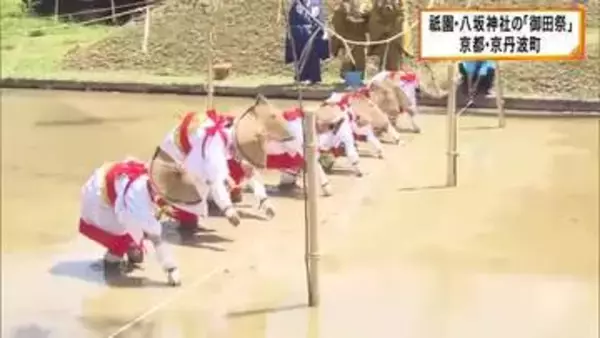 京都祇園・八坂神社の御神田で田植え「御田祭」　祇園祭の神輿飾りなどに用いられる稲に　京都・京丹波町