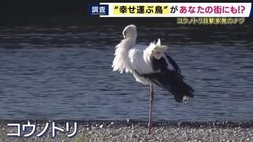 「ここまで増えるとは。幸せな気持ちになってほしい」　絶滅危惧種「コウノトリ」が神戸や明石などで多数目撃　取材班がその姿を求め現地調査　豊岡での地道な繁殖活動から“復活”へ