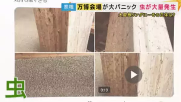 「木目と思ったらすべて虫」「大丈夫なわけない」万博に大量発生した「ユスリカ」防虫スプレーは効果期待できず　対処に苦労した来場者も【大阪・関西万博を振り返る】