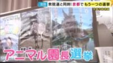 園長目指し動物たちが“かわいい”選挙戦　独自の出口調査で優勢の候補は…　前回の選挙後には悲しい出来事も　京都市動物園