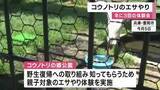 「「食べてくれてよかった」国の特別天然記念物コウノトリ100羽とふれあい　親子向けエサやり体験開催　兵庫・豊岡市」の画像1