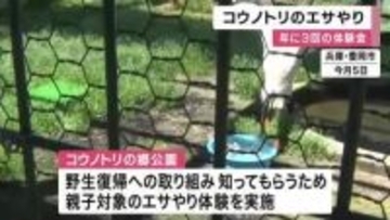 「食べてくれてよかった」国の特別天然記念物コウノトリ100羽とふれあい　親子向けエサやり体験開催　兵庫・豊岡市
