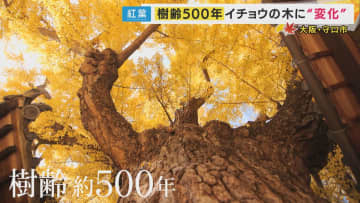 “水を吸い上げる音が聞こえる”逸話も　歴史を見守ってきた樹齢500年のイチョウ　今はインバウンド客も訪れる隠れた名所に