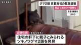 「ツキノワグマ2頭「緊急銃猟」によって駆除　別のクマの目撃も相次ぎ市が注意呼びかけ　京都府内での緊急銃猟は初めて　京都・舞鶴市」の画像1