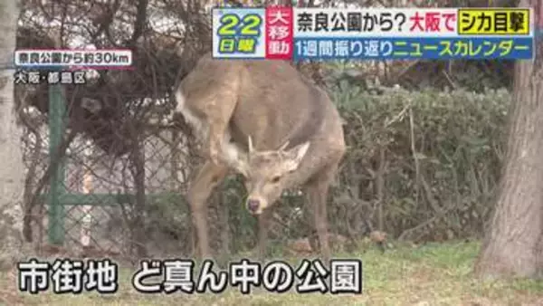 「“奈良公園から家出？”シカが大阪の新天地へ「なんでみんなこんなシカに優しいんですか」と古市憲寿氏が苦笑　奈良から出たら“天然記念物”でない判断に「普通扱いになるのは冷たい」とジャーナリスト岸田雪子氏」の画像
