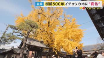 歴史を見守ってきた樹齢500年のイチョウ　“水を吸い上げる音が聞こえる”逸話も　今はインバウンド客も訪れる隠れた名所に