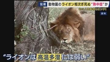 “夏バテ”気味の動物も…日本の「高温多湿」に弱い動物たち　熱さ対策に追われる動物園に密着