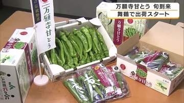 京の夏を告げる「万願寺甘とう」出荷開始　肉厚で甘みたっぷりのブランド野菜　暖かい春で生育順調　今年は収穫も早めに　京都・舞鶴市