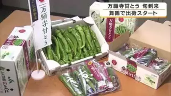 京の夏を告げる「万願寺甘とう」出荷開始　肉厚で甘みたっぷりのブランド野菜　暖かい春で生育順調　今年は収穫も早めに　京都・舞鶴市