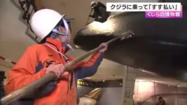 クジラに乗って「すす払い」　全長１５m超の実物大セミクジラ模型など展示物１０００点の大掃除　くじらの博物館