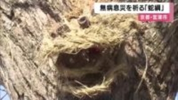 １年間の無病息災を祈る「蛇綱」　ワラで編み上げた大蛇に頭を噛んでもらう　京都・宮津市