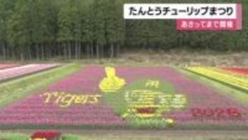 たんとうチューリップまつり　ことしはトラッキーも登場　２４日まで開催　兵庫・豊岡市但東町