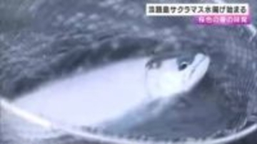 「淡路島サクラマス」水揚げ始まる　桜色の春の味覚を楽しんで　南あわじ市福良漁港で養殖　タマネギの皮入りエサで育つ