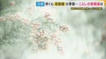 今年も“花粉症”の季節　飛散量は例年並みか　「薬は症状が出る前に飲み始めて」医師推奨