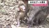 「天然のプールでサルたち大はしゃぎ　モンキーパークに夏恒例のおさるのプール　今年は猛暑見込みで例年より1週間早くスタート　兵庫・佐用町」の画像1