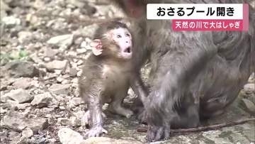 天然のプールでサルたち大はしゃぎ　モンキーパークに夏恒例のおさるのプール　今年は猛暑見込みで例年より1週間早くスタート　兵庫・佐用町
