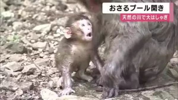 天然のプールでサルたち大はしゃぎ　モンキーパークに夏恒例のおさるのプール　今年は猛暑見込みで例年より1週間早くスタート　兵庫・佐用町