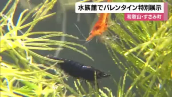 チョコレート色したエビ「チョコレートシュリンプ」　バレンタインデーにちなみ特別展示　和歌山・すさみ町の水族館