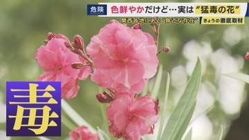なぜ「青酸カリの30倍」の猛毒植物が街路樹に　花言葉は「危険な愛」キョウチクトウ　広島市や鹿児島市などでは「市の花」にも