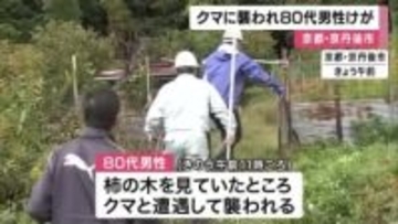 柿の木を見ていた80代男性がクマに襲われけが　捕獲用のおりを設置へ　京都・京丹後市