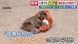 「「動物ファーストで」市川市動植物園が下した苦渋の決断 1歳を迎えるパンチくんの笑顔を守るための模索」の画像1