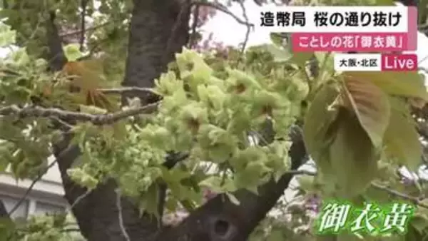 春の風物詩「造幣局・桜の通り抜け」始まる　ことしの花は緑色の「御衣黄」　今月１５日まで・要事前予約　大阪・北区
