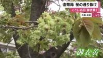 春の風物詩「造幣局・桜の通り抜け」始まる　ことしの花は緑色の「御衣黄」　今月１５日まで・要事前予約　大阪・北区