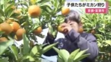 子供たちがミカン狩り　糖度が上がっておいしく　京都・宮津市の果樹園