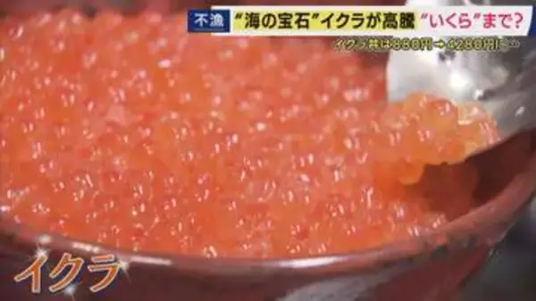 「イクラ丼のさらなる値上げも考えざるを得ない」イクラ丼は880円→4280円に　記録的なサケ不漁でイクラの価格が高騰　エサとなるプランクトンの減少が要因か