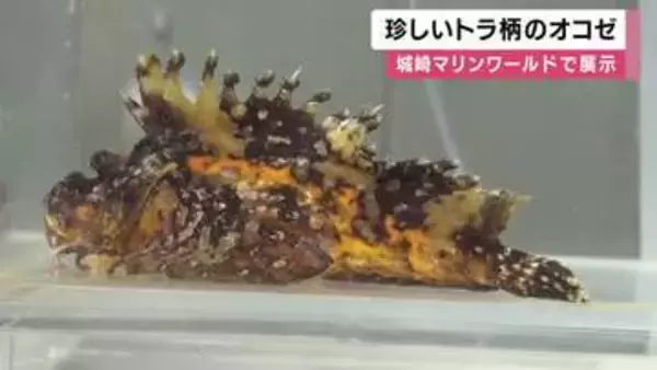 珍しい“トラ柄”の「オニオコゼ」一般公開　新温泉町の沖合で捕獲　城崎マリンワールド