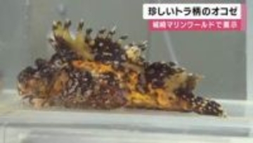 珍しい“トラ柄”の「オニオコゼ」一般公開　新温泉町の沖合で捕獲　城崎マリンワールド