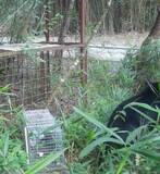 「【速報】「先月と同じクマの可能性」神戸市北区の山林でツキノワグマを確認　人への被害なしも民家まで約350メートル　市は捕獲用のおり設置を急ぐ」の画像1