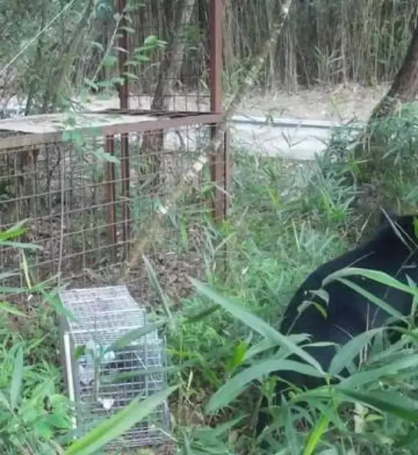 【速報】「先月と同じクマの可能性」神戸市北区の山林でツキノワグマを確認　人への被害なしも民家まで約350メートル　市は捕獲用のおり設置を急ぐ