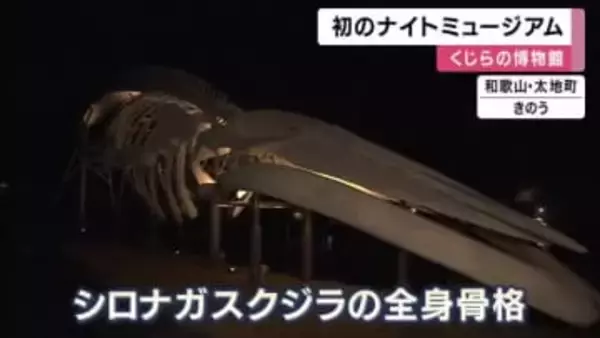 ライトアップで浮かび上がる巨大クジラの骨格　ナイトミュージアム初開催　親子連れ40人が幻想的なイルカショーと餌やり体験に感動　太地町立くじらの博物館