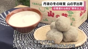 丹波の冬の味覚・山の芋の出荷　猛暑の影響で収穫遅れるも「味は例年以上」