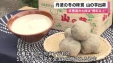 丹波の冬の味覚・山の芋の出荷　猛暑の影響で収穫遅れるも「味は例年以上」