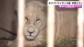 「末永く健康に…」南アから来た３頭のホワイトライオン　無事”姫セン”に到着　兵庫・姫路市
