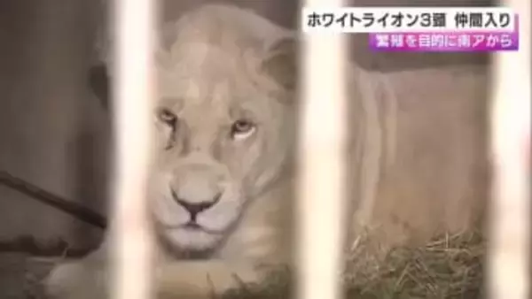 「末永く健康に…」南アから来た３頭のホワイトライオン　無事”姫セン”に到着　兵庫・姫路市