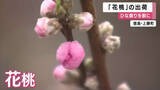 「ひな祭りの食卓を彩る「花桃」出荷ピーク　淡いピンクの枝を1本1本丁寧に選別　桃の節句へ全国発送　徳島・上勝町」の画像1