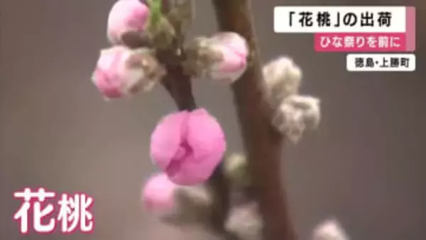 ひな祭りの食卓を彩る「花桃」出荷ピーク　淡いピンクの枝を1本1本丁寧に選別　桃の節句へ全国発送　徳島・上勝町